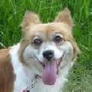 過酷な環境◆小山町多頭飼育現場のワッフルちゃん助けてくれてありがとう