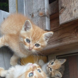 子猫ちゃんの里親募集