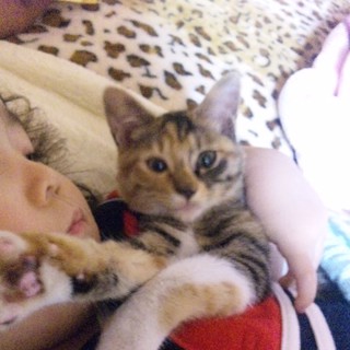 縞三毛猫・5ヶ月の里親募集しています！