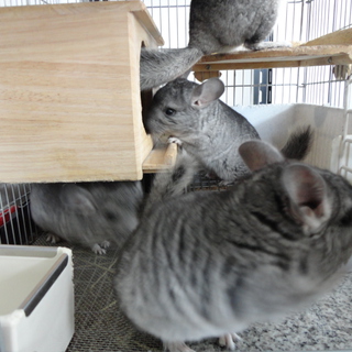 チンチラ（小動物）里親募集します！