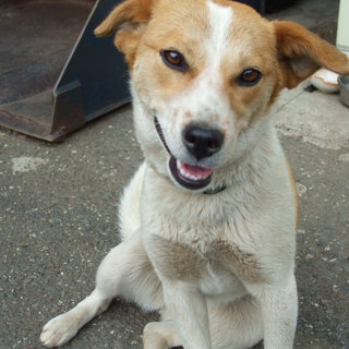 とても良いご家族に里親になって頂きました。