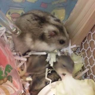 ジャンガリアンの里親募集！