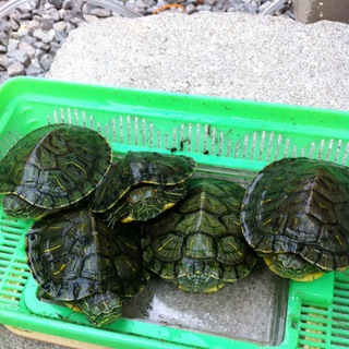 ミドリガメの里親募集！