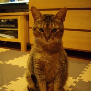 アビシニアンの男の子②です。