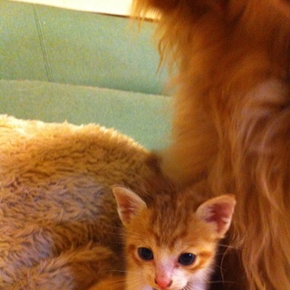 元気いっぱいの3兄弟です!!