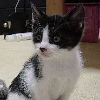 ハチワレ男子フレンドリー♪