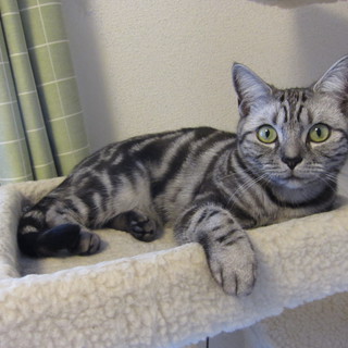 アメリカンショートヘアー２歳お譲りします。