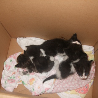 応援ありがとうございました。