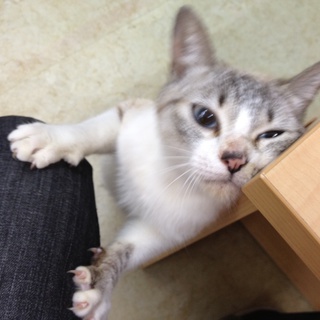 綺麗な青い目。甘えん坊さん。