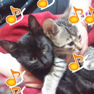 子猫の里親様募集！