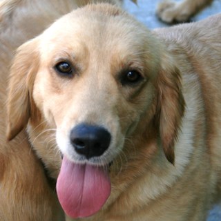 ４歳の女の子　～繁殖引退～