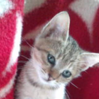 子猫里親募集