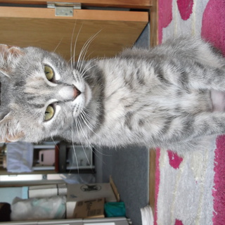 生後一年の成猫です