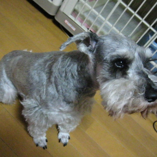 甘えん坊の６歳の男の子♪