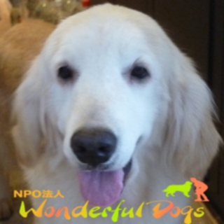 優しく温厚な　モアナちゃん／推定４～５歳