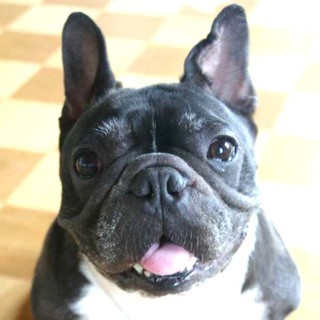 フレブル６歳静かなおてんば