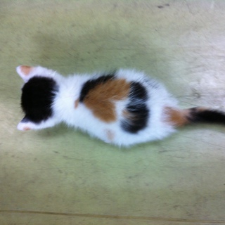 ハートマークの福猫