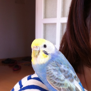 セキセイインコ　メス　