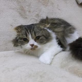 スコティッシュ・フォールド