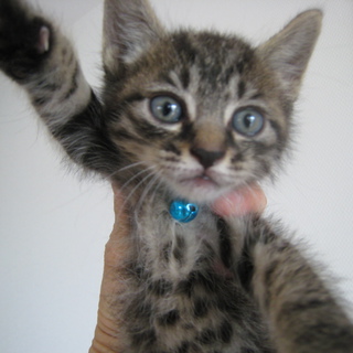 姉？のサビちゃんと優しく猫大好きご家族の一員に加えて頂きました。