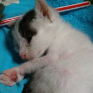 子猫♀です
