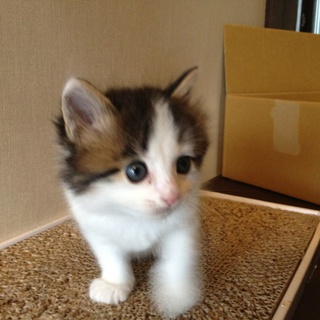 子猫ちゃんの里親様募集いたします★