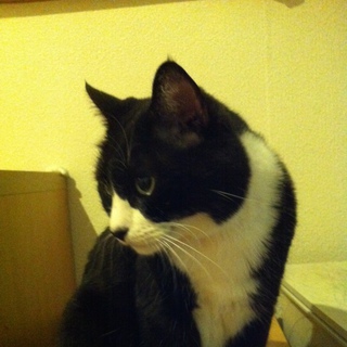 大人しくて、さみしがりやなフィガロ君