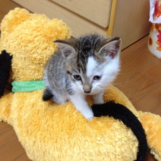 ブラックジャックな男の子♪