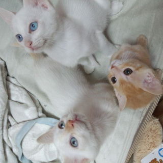 4匹の里親さん募集です