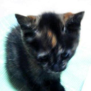 子猫の里親募集