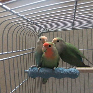 生後６ヶ月のコザクラインコで３匹です。