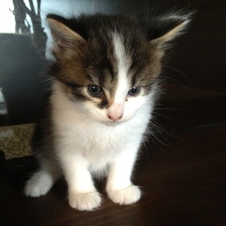 子猫ちゃんの里親様募集いたします★