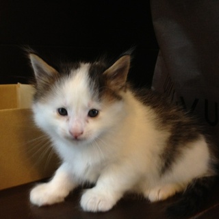 子猫ちゃんの里親様募集いたします★