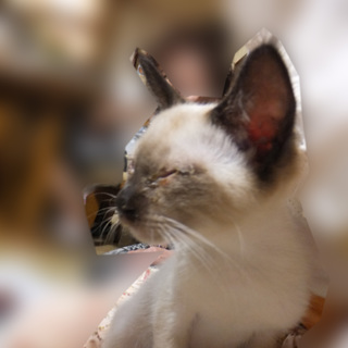 ６ヶ月の子猫です。可愛がって頂ける方を募集いたします！（1）