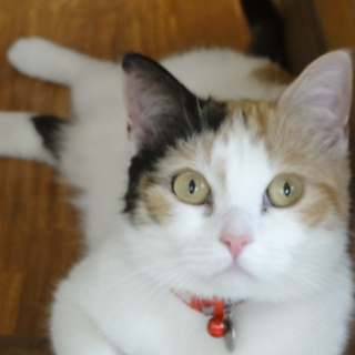 猫と遊ぶのが好きな方