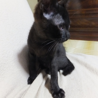 ６ヶ月の子猫です。可愛がって頂ける方を募集いたします！（３）