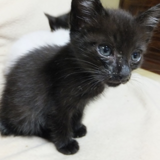 ４ヶ月の子猫です。可愛がって頂ける方を募集いたします！（1）