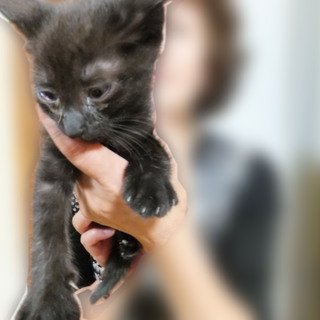 ４ヶ月の子猫です。可愛がって頂ける方を募集いたします！（２）