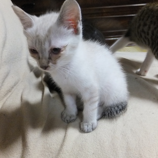 ４ヶ月の子猫です。可愛がって頂ける方を募集いたします！（３）