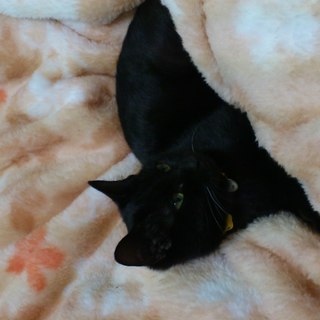 黒猫の里親になって頂けませんか？