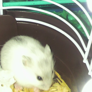 里親募集しています