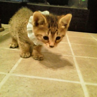 可愛い子猫さんです！急募です。