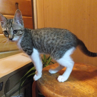 ６ヶ月の子猫です。可愛がって頂ける方を募集いたします！（２）