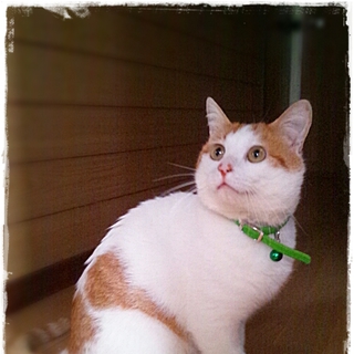 保護した猫ちゃんです。