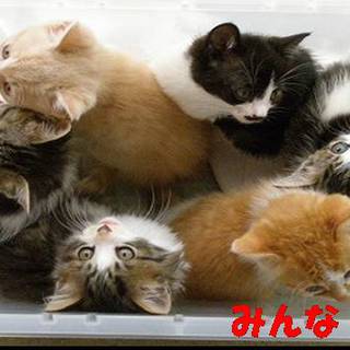 子猫6匹全員の里親さんが決まりました