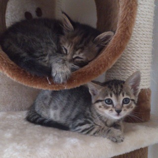 子猫の里親募集