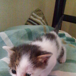 函館より急募!仔猫の里親様募集です