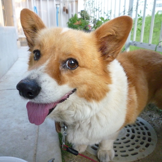 散歩大好きコーギー　里親募集