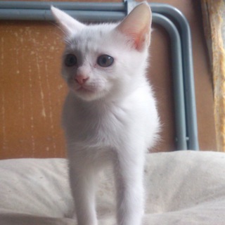 静岡市より里親様募集