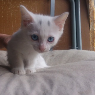 静岡市より里親様募集2